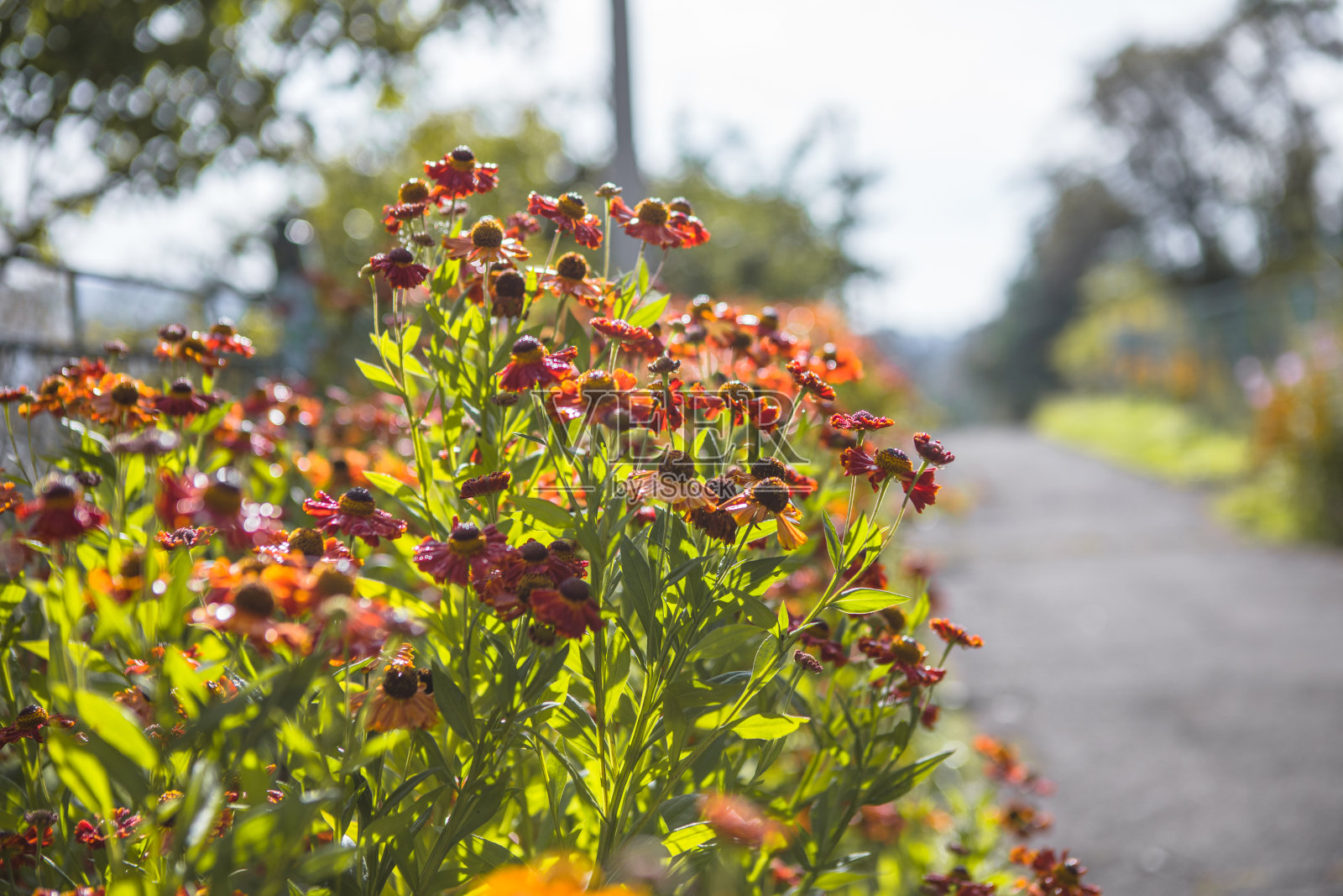 Helenium Konigstiger。美丽鲜艳的花朵。多年生植物。照片摄影图片