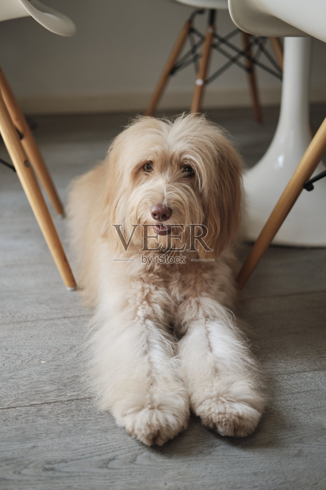 狗在家里照片摄影图片