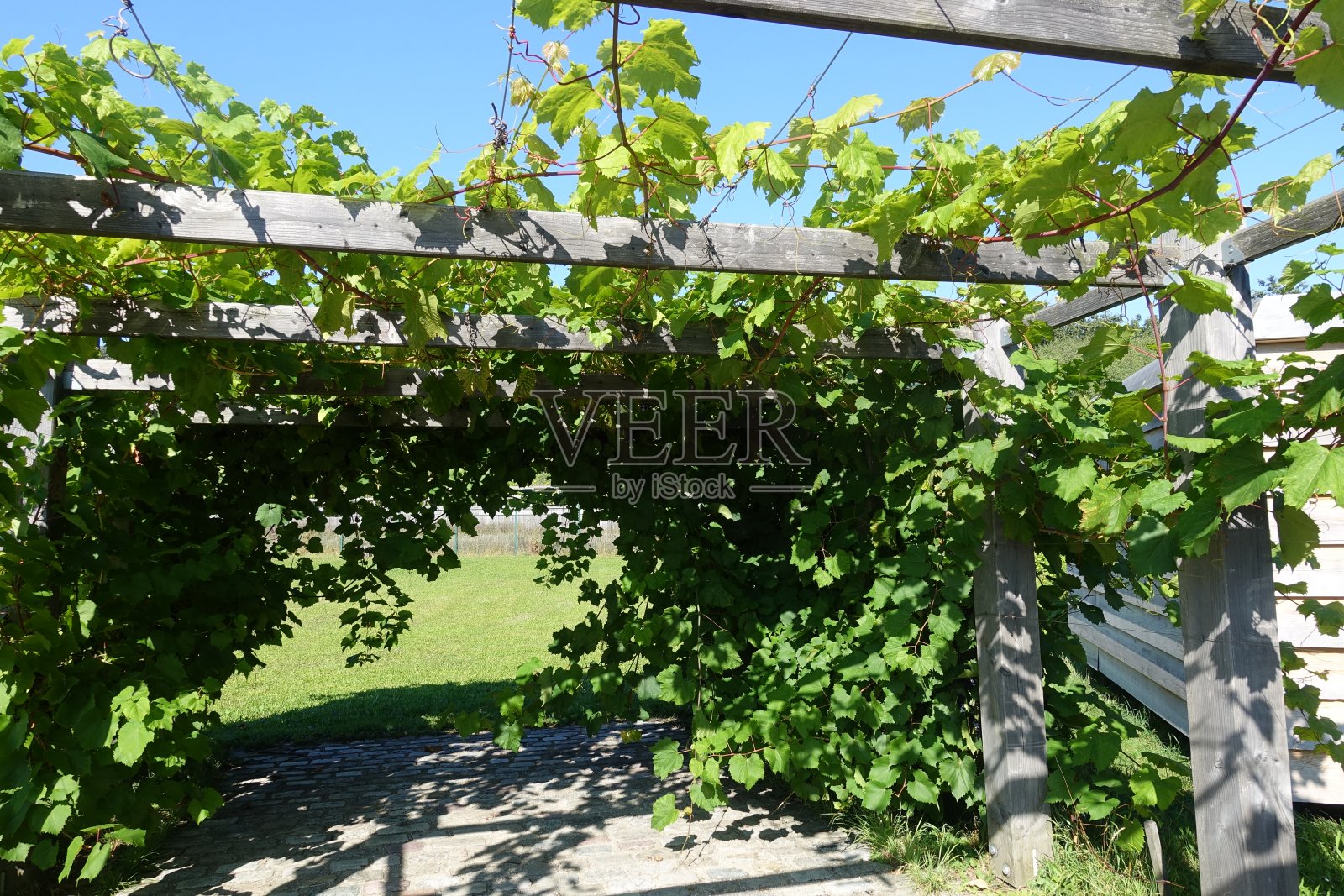 藤架上的攀缘藤蔓照片摄影图片