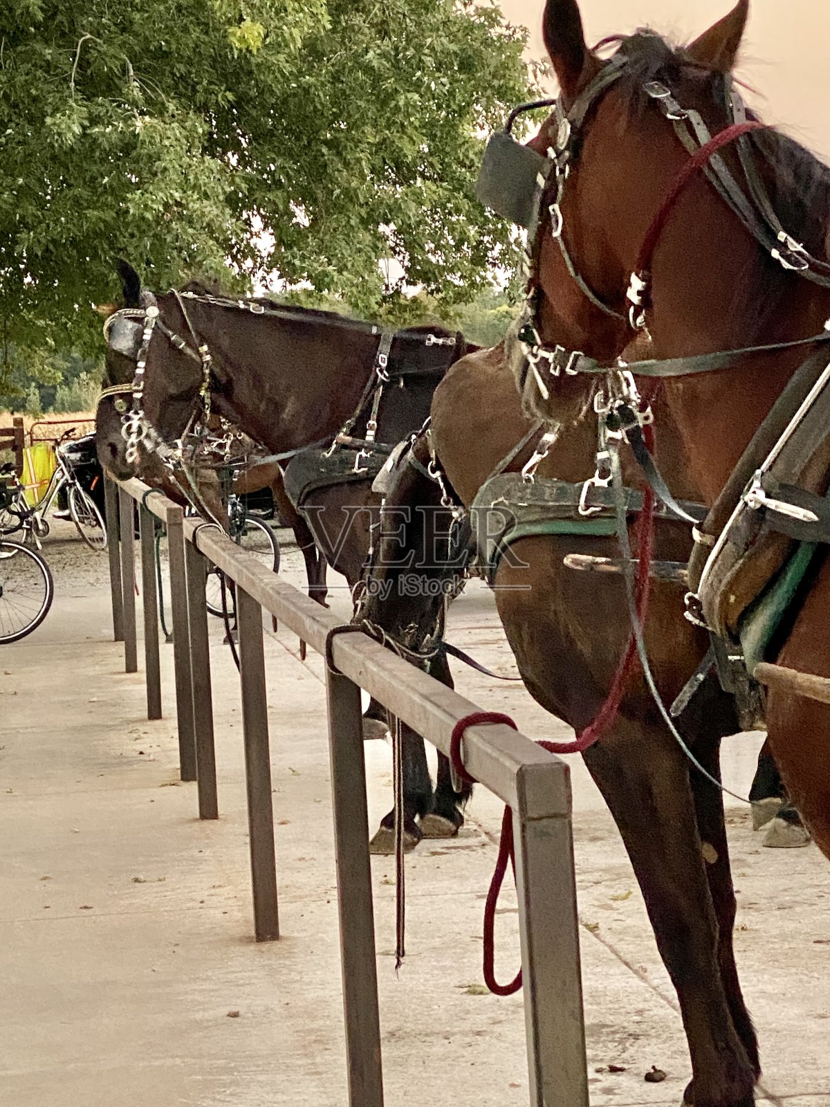 马照片摄影图片