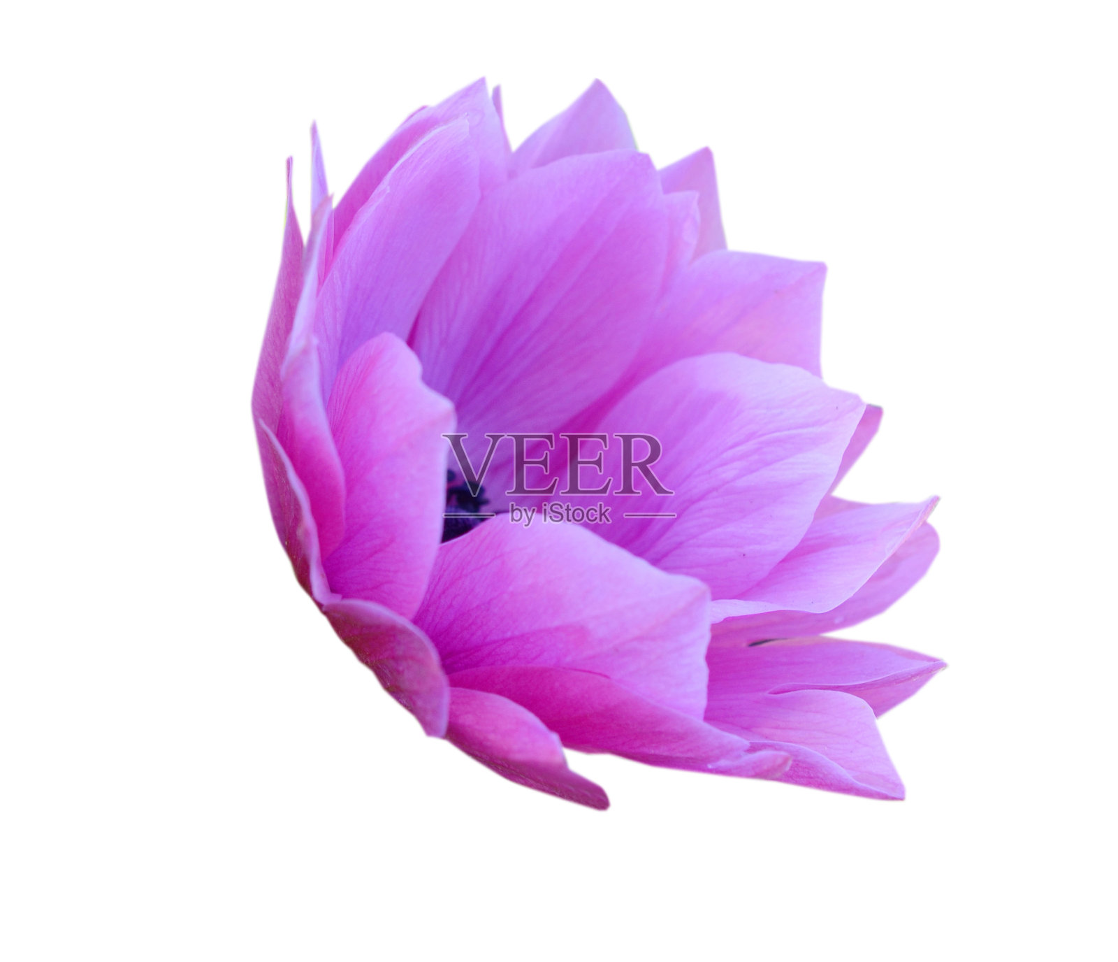 黄色的菊花孤立照片摄影图片