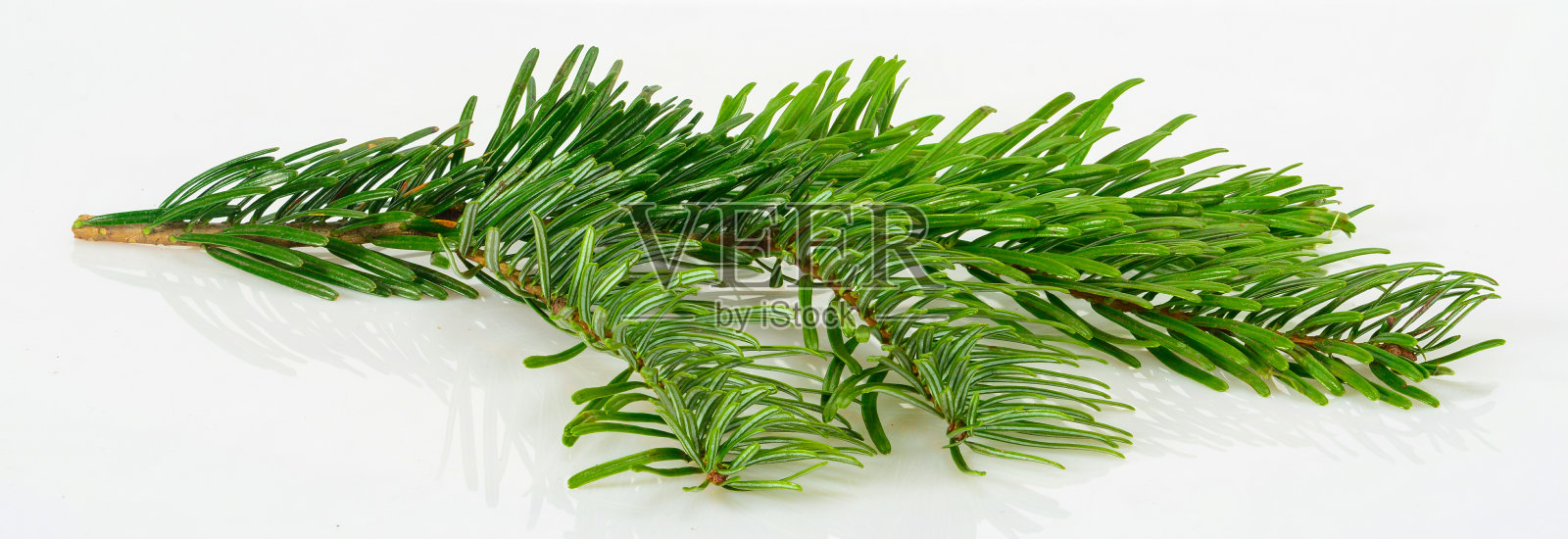 诺德曼冷杉圣诞树的树枝。绿色云杉或松枝关闭在浅灰色横幅大小的背景。照片摄影图片