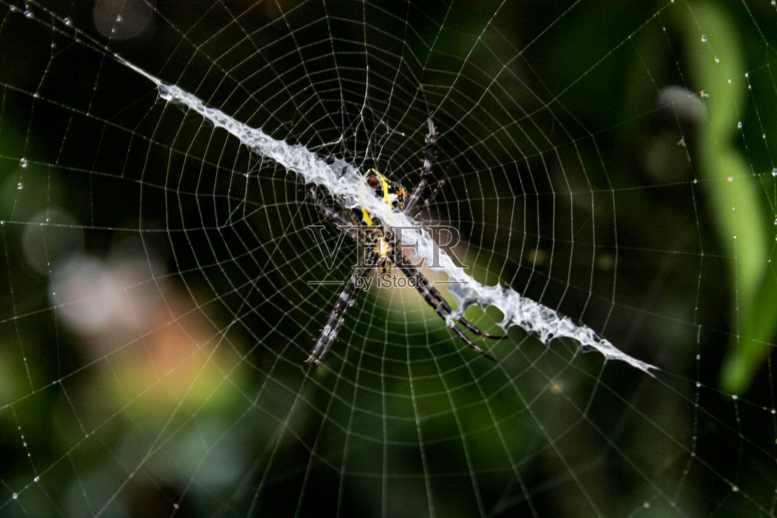 蜘蛛照片摄影图片