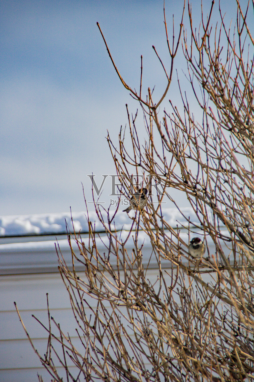 加拿大阿尔伯塔省卡尔加里，白雪覆盖的卡尔加里照片摄影图片