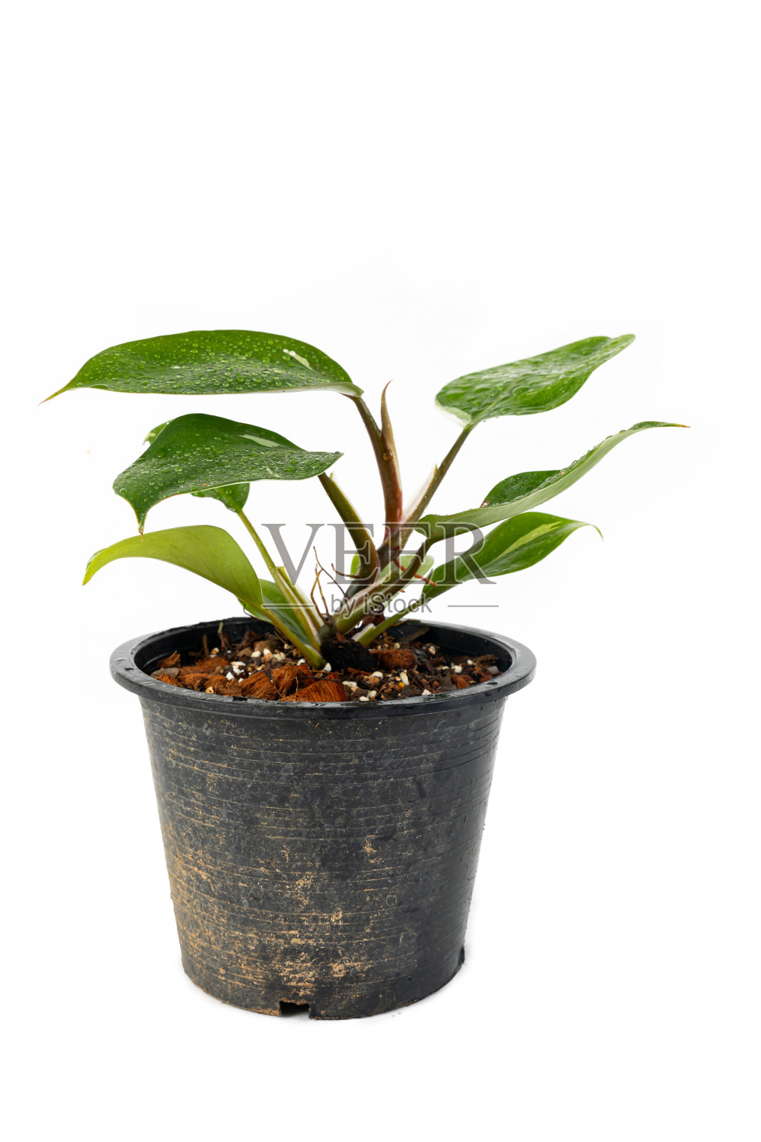 一个Adansonii或philodron selloum照片摄影图片