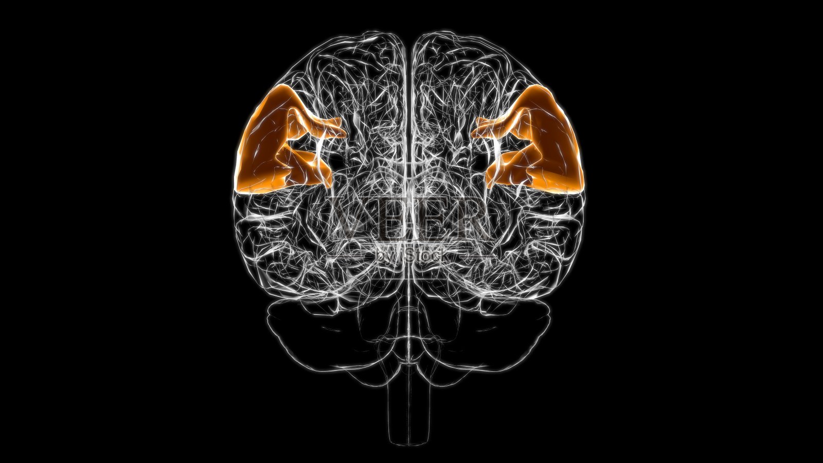 脑边缘上回解剖医学概念3D照片摄影图片