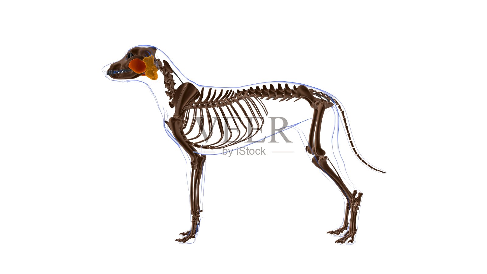 咬肌狗的肌肉解剖医学概念3D照片摄影图片