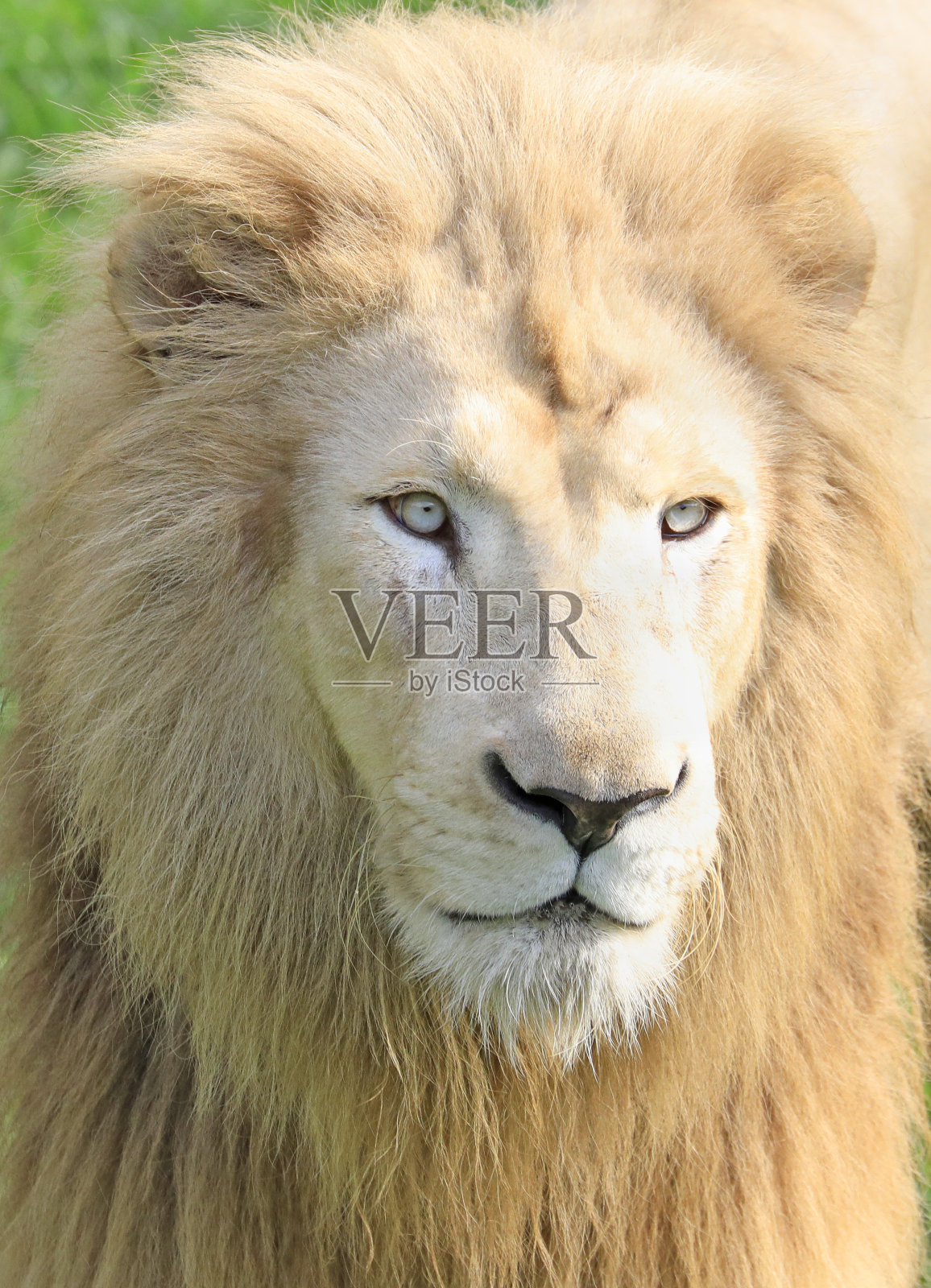 白狮的肖像照片摄影图片