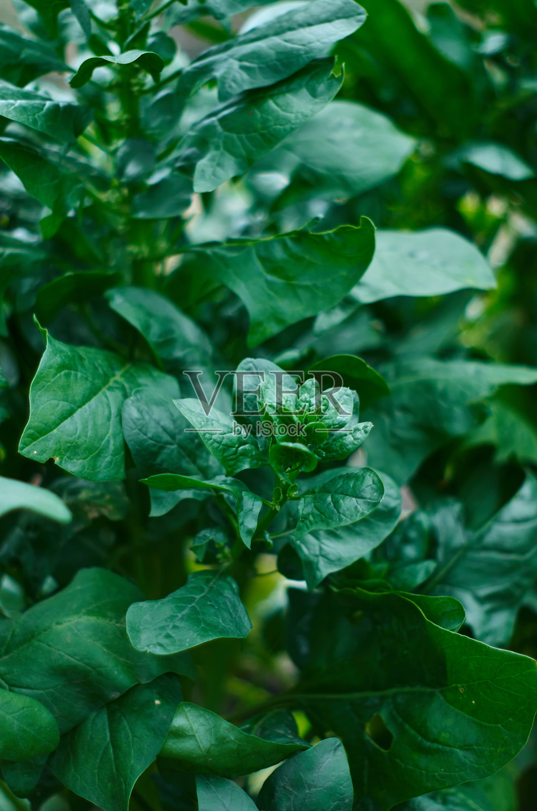 花园里新鲜的菠菜照片摄影图片