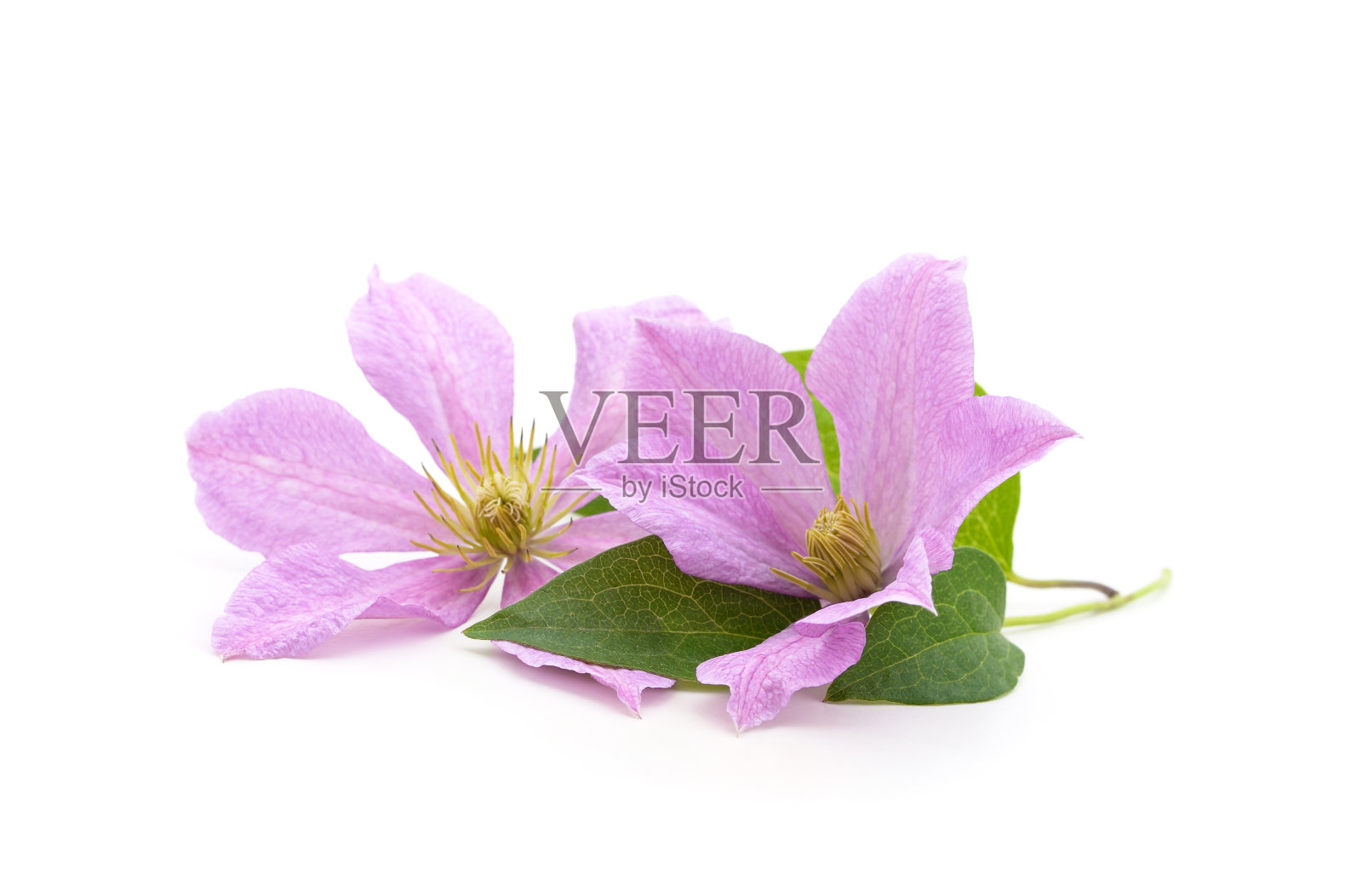 有绿色叶子的蓝色铁线莲。照片摄影图片