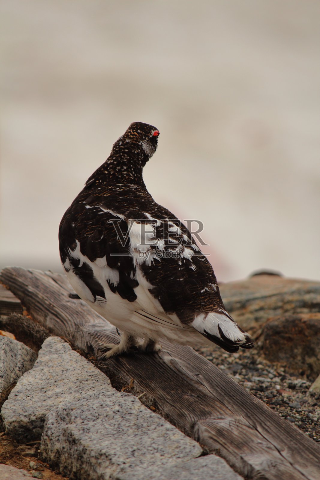 格劳斯照片摄影图片
