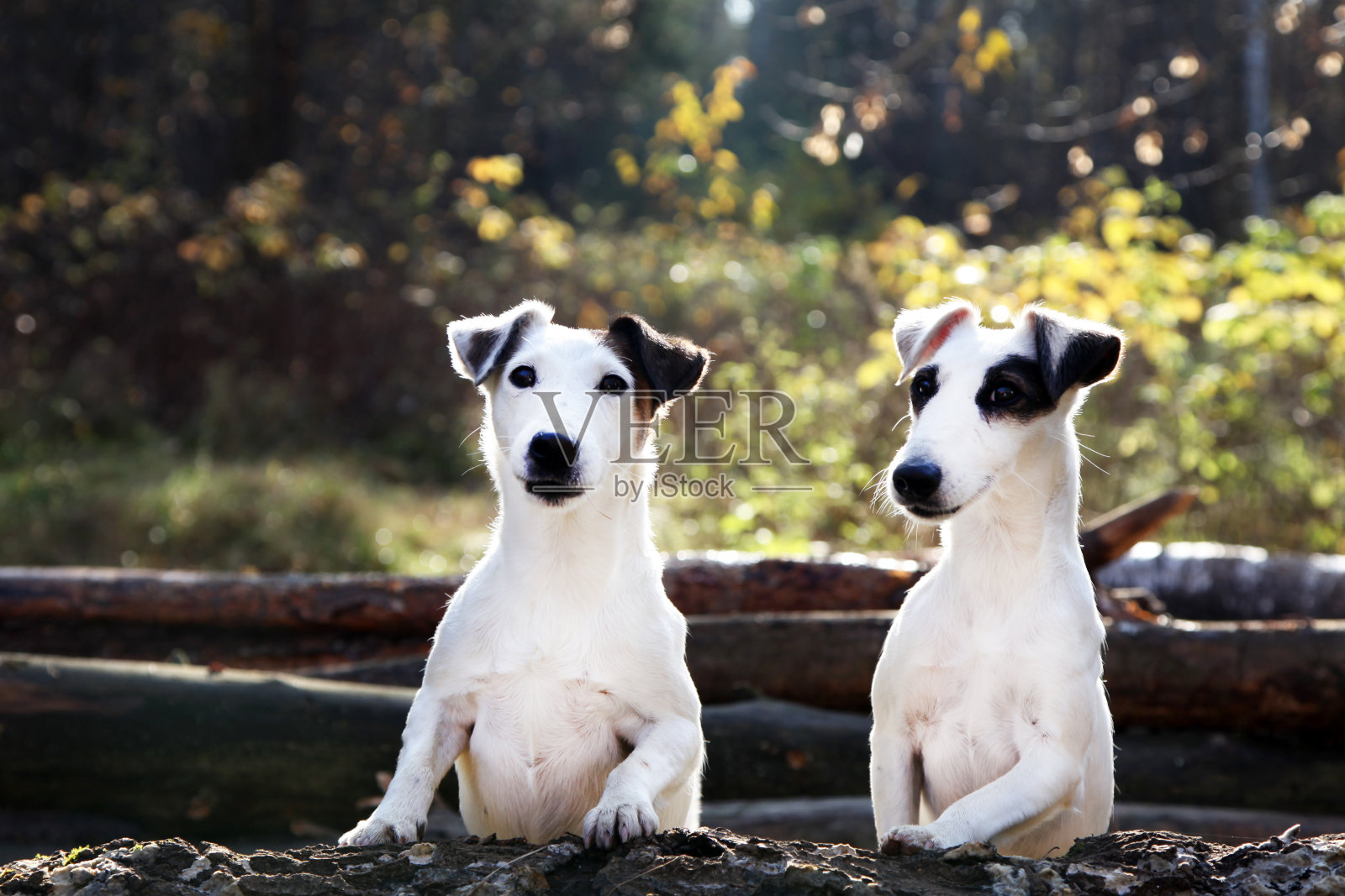 杰克罗素梗。两只狗在一起，友谊。宠物们在森林里享受大自然。照片摄影图片