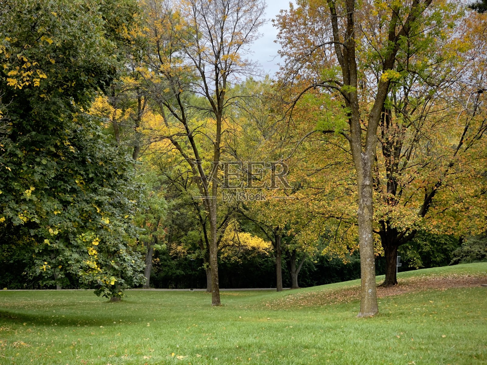 秋天的树照片摄影图片