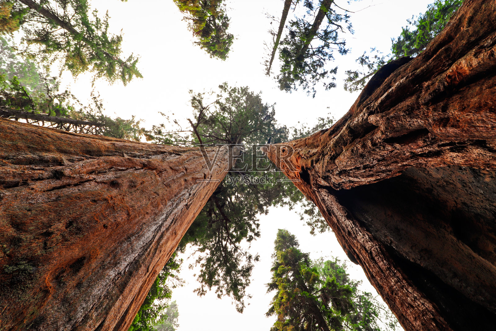 红木树照片摄影图片