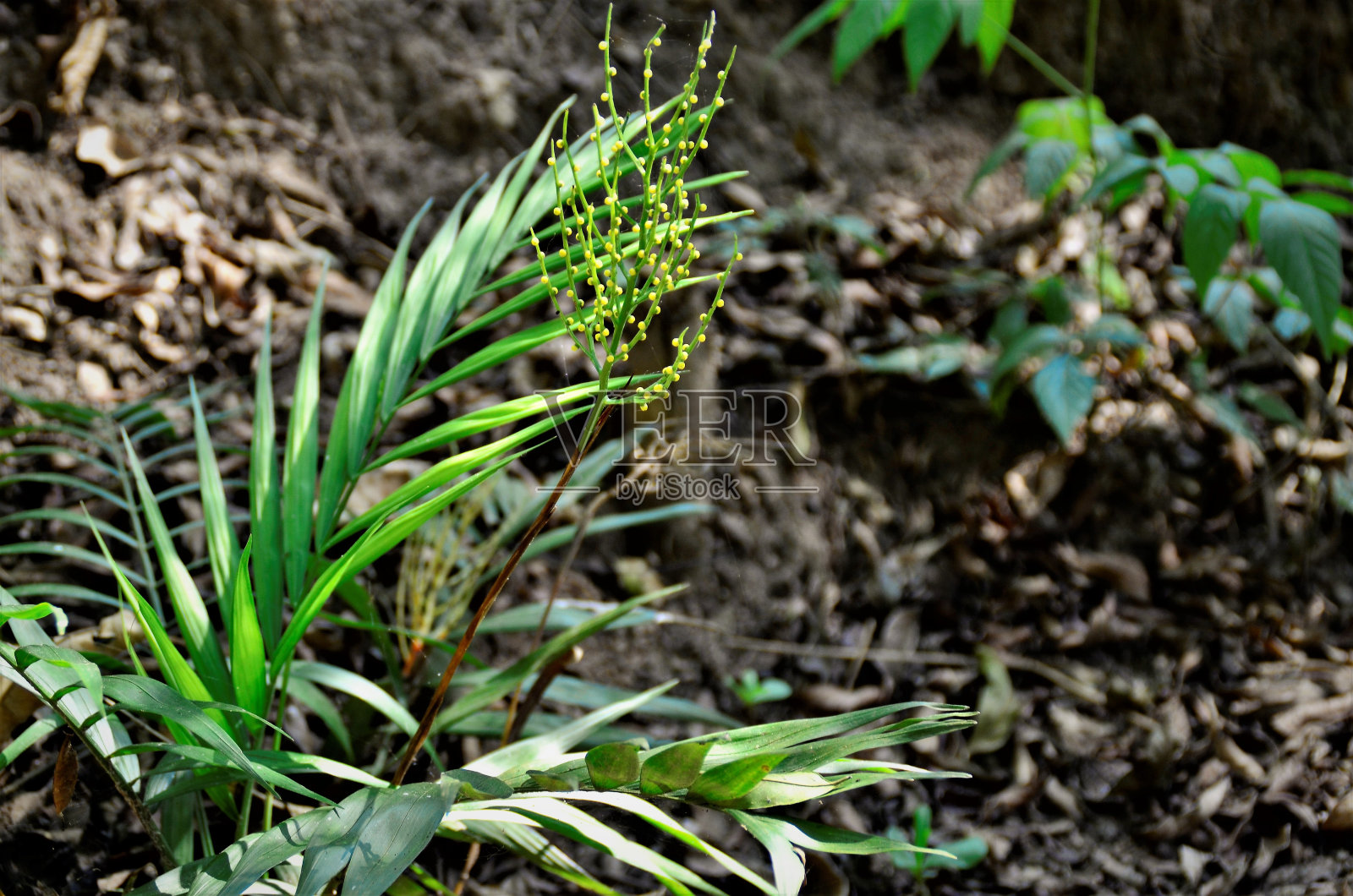 森林中秀丽隐马鲛的花序照片摄影图片