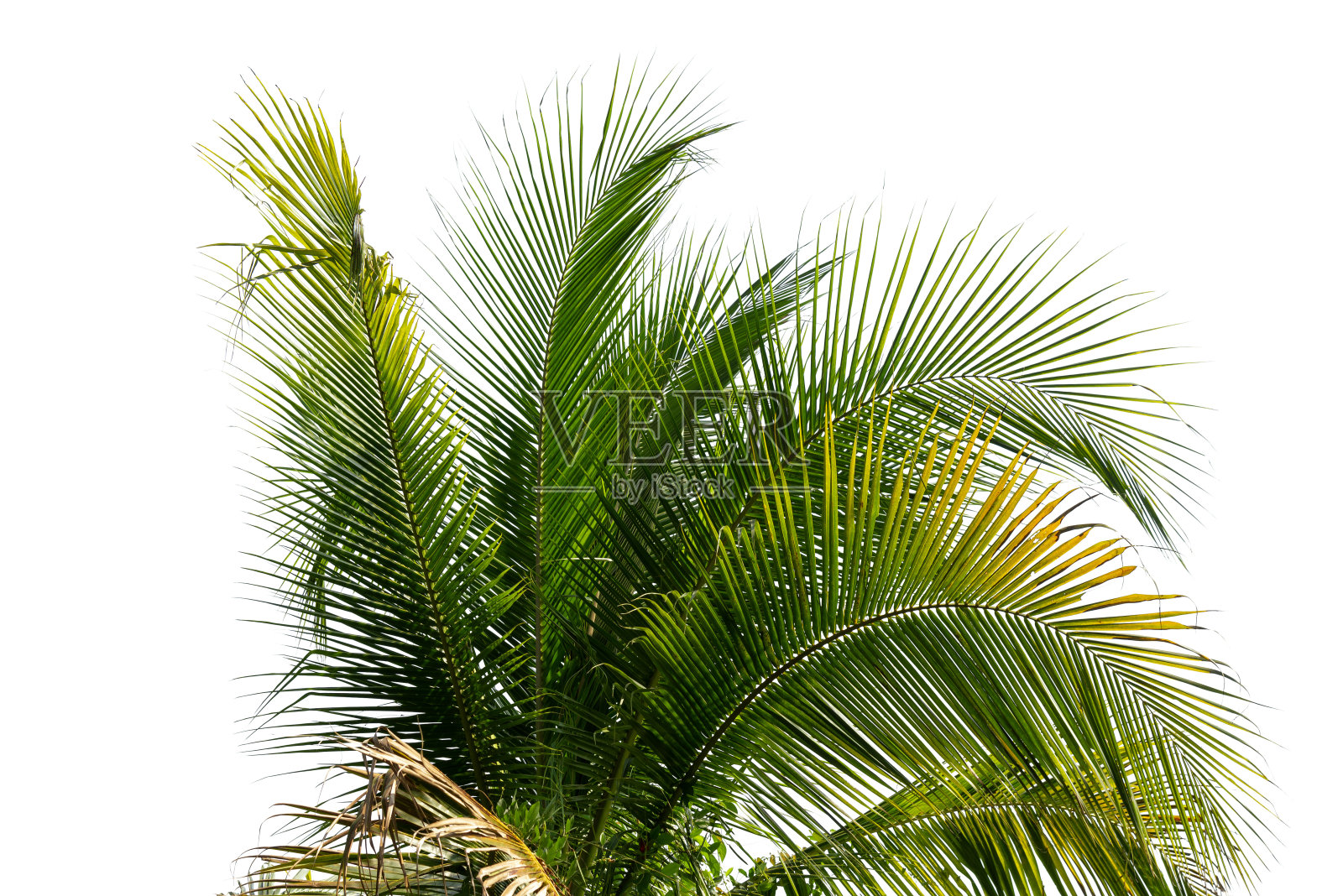 椰子树的叶子孤立照片摄影图片