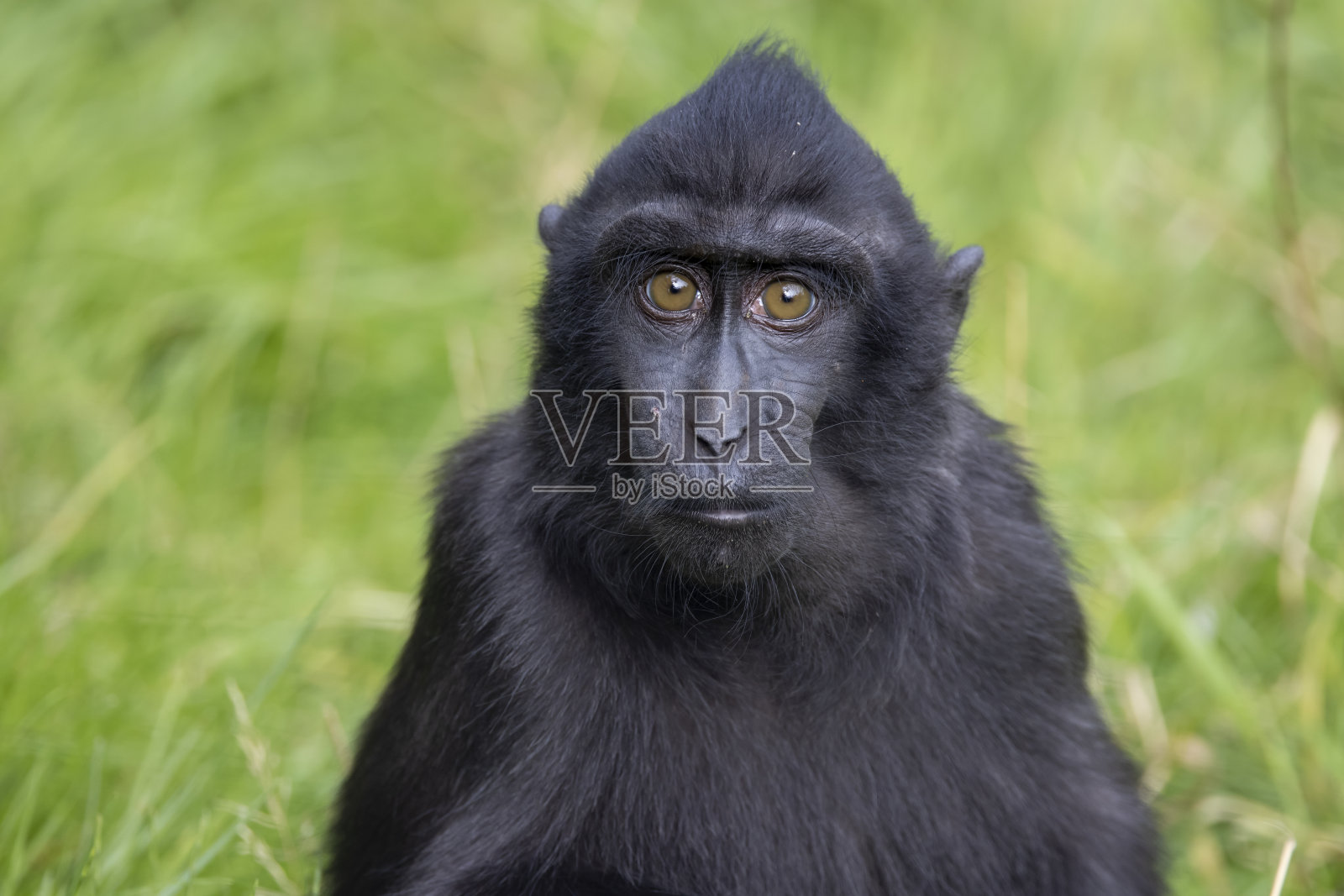黑尾猕猴(黑尾猕猴)看着相机的特写照片照片摄影图片