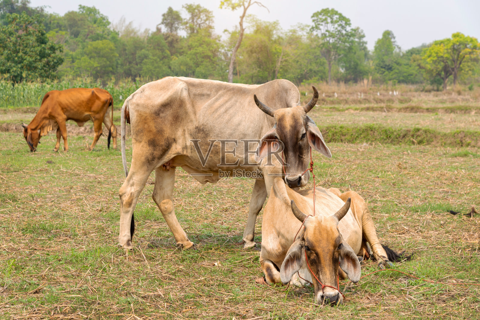 农场背景中的奶牛特写肖像。照片摄影图片