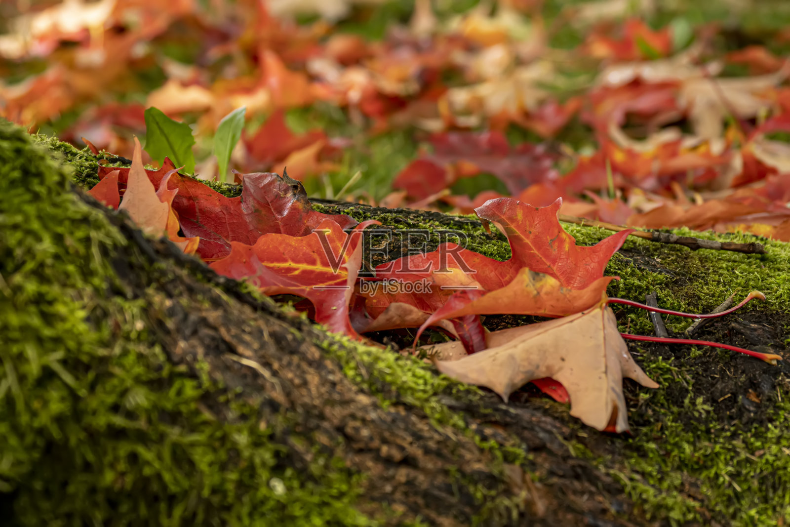 秋天的枫叶照片摄影图片