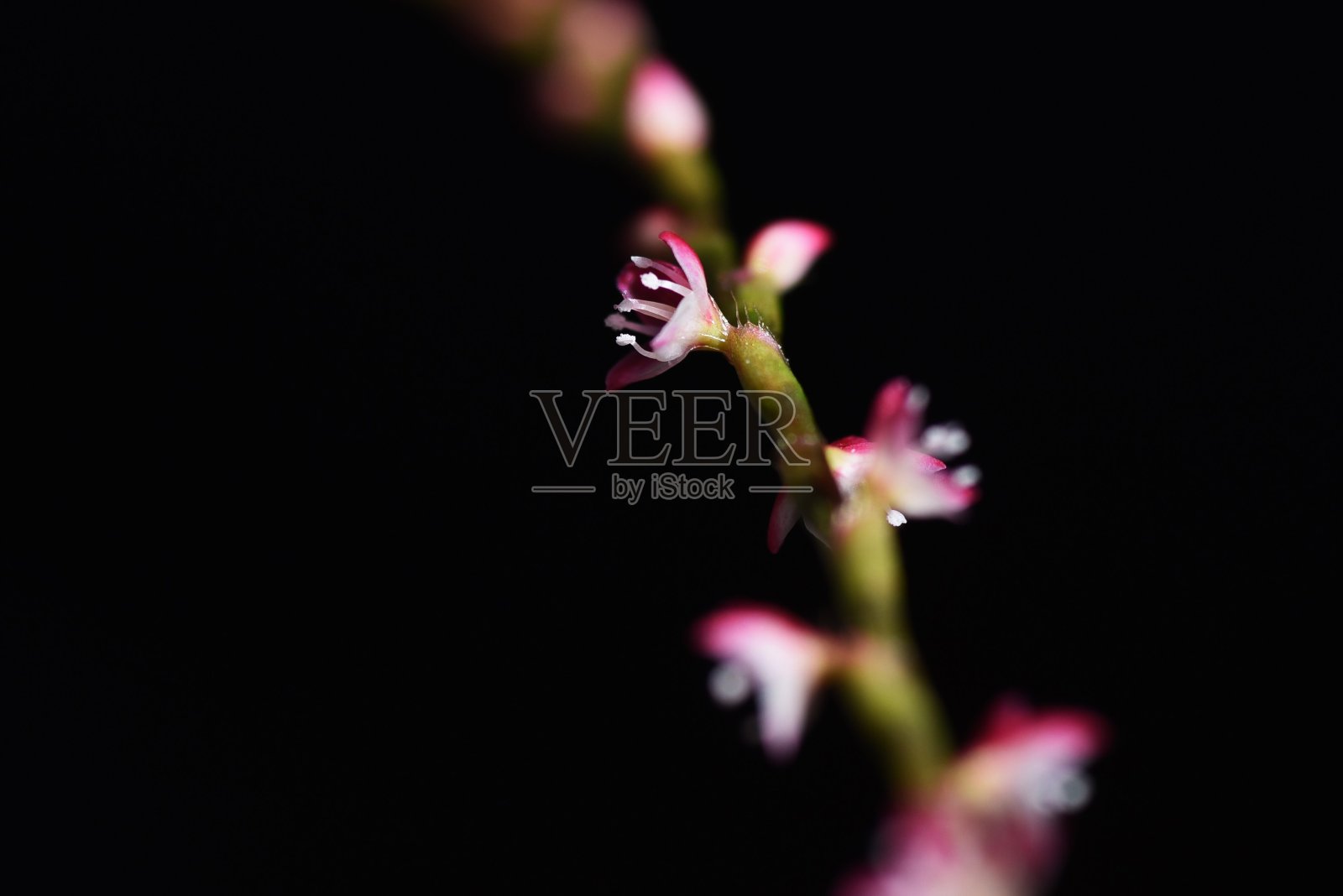 Jumpseed花。照片摄影图片