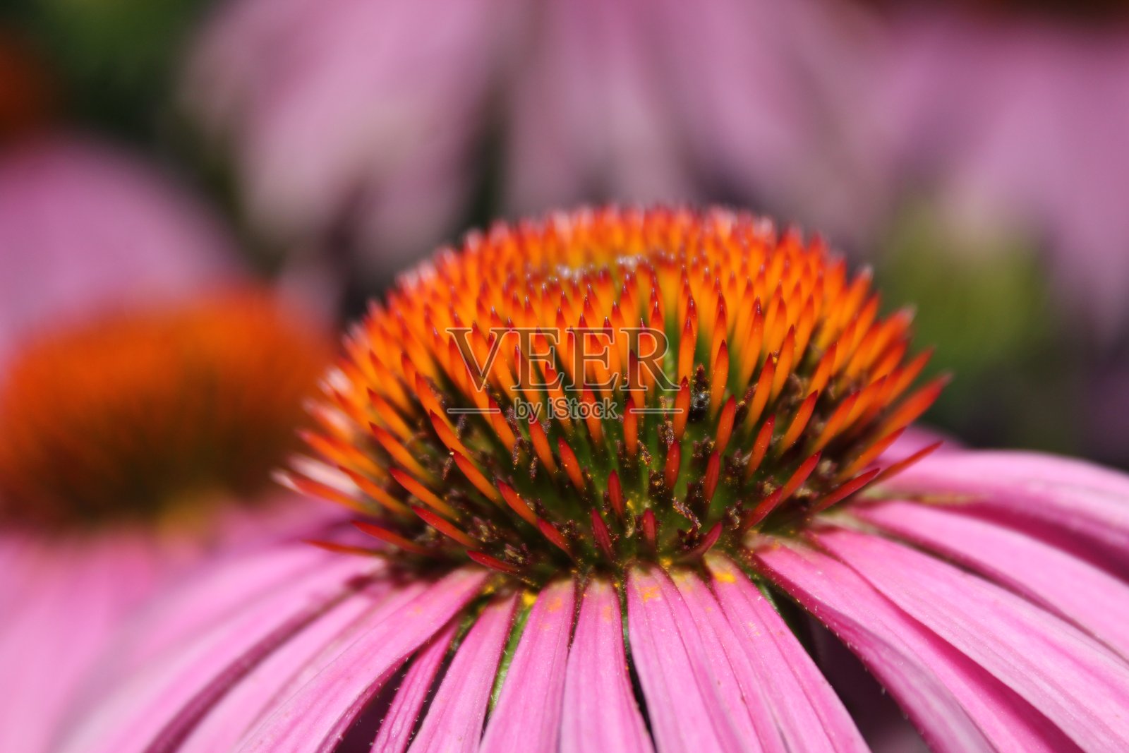 紫锥菊照片摄影图片