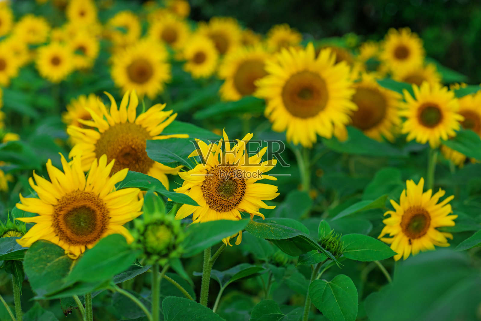 向日葵田照片摄影图片