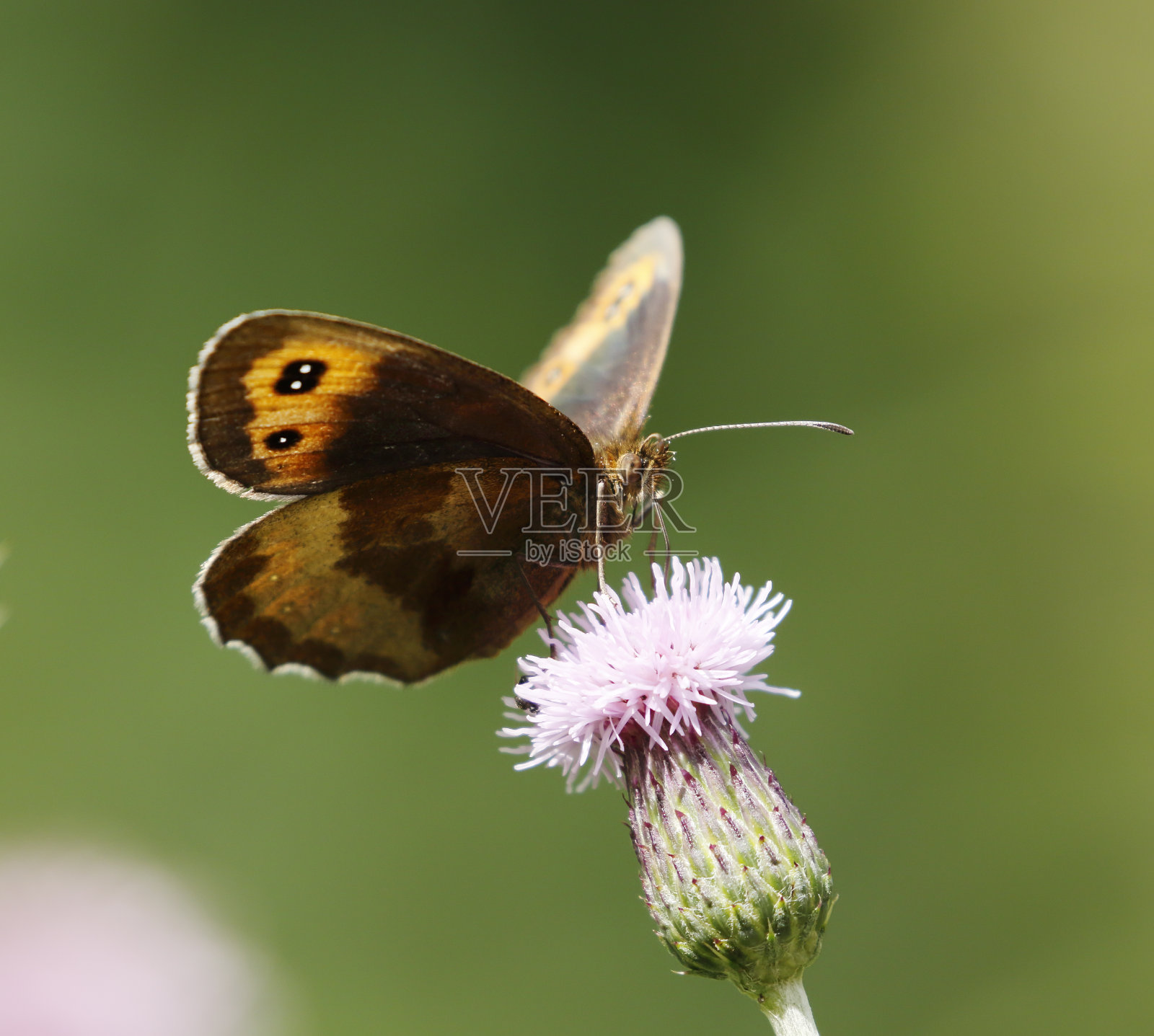 苏格兰褐眼蝶照片摄影图片