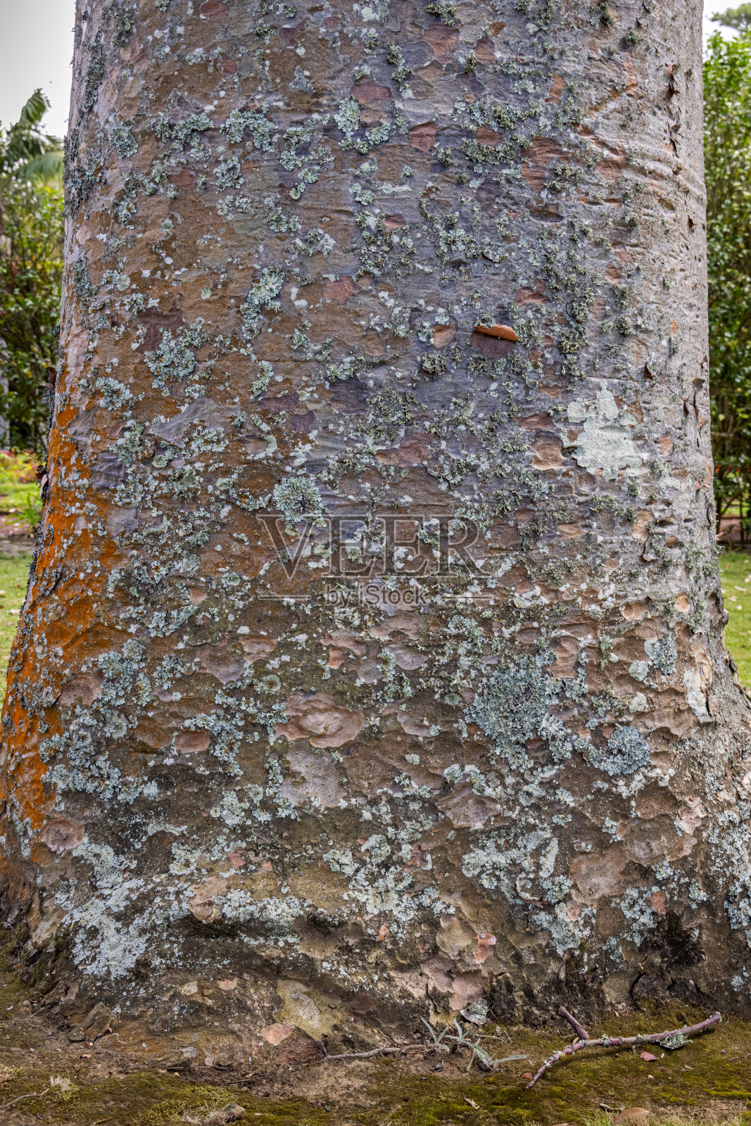 树干有地衣照片摄影图片
