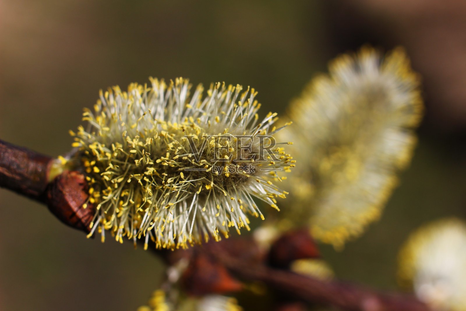 朵朵杨柳在春天里合拢照片摄影图片