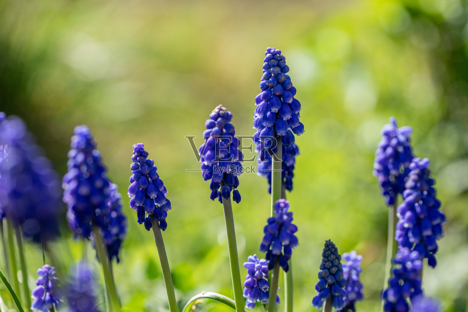 一群蘑菇穗状花序，蓝色花朵照片摄影图片