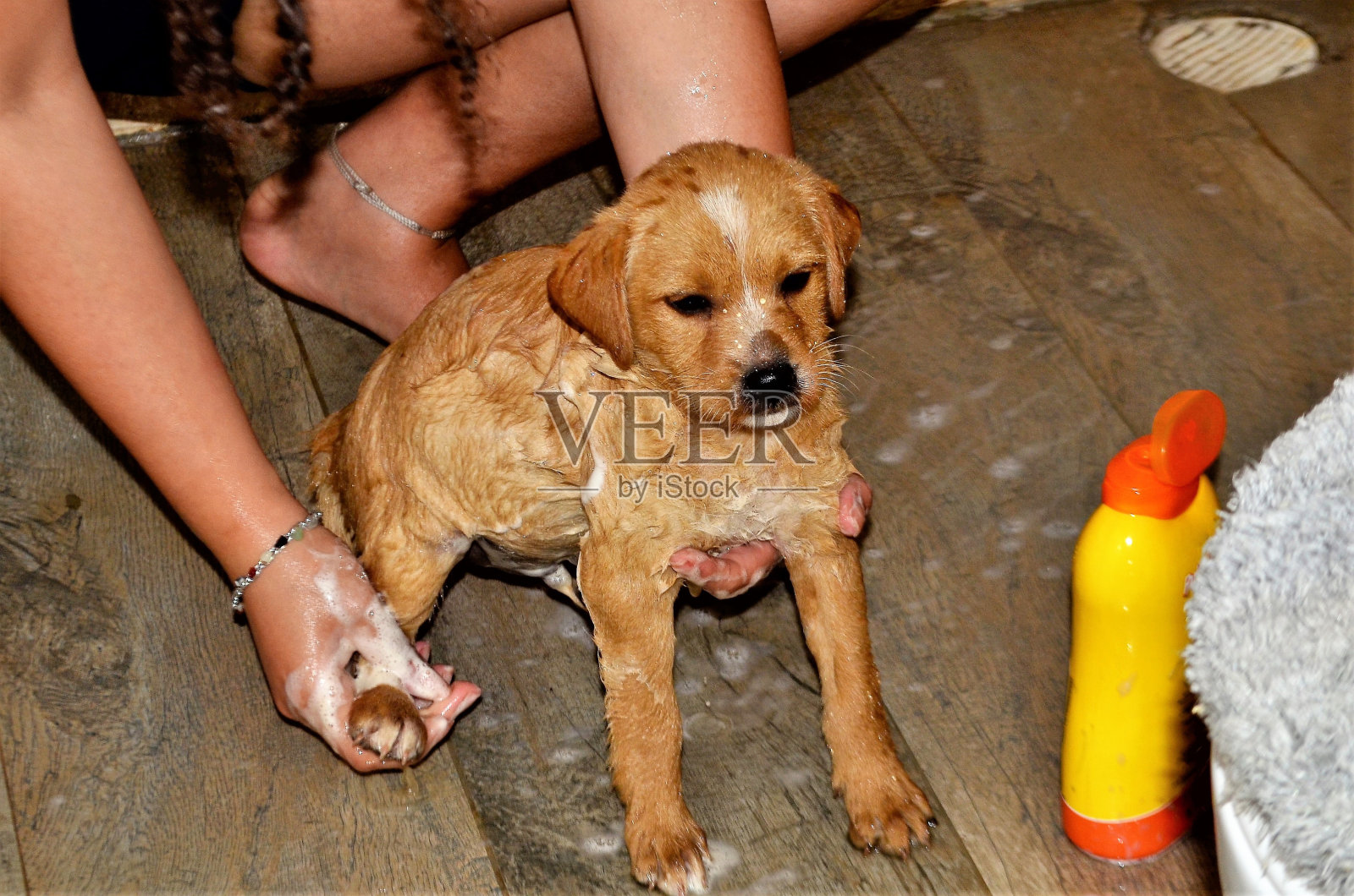 小狗洗澡照片摄影图片