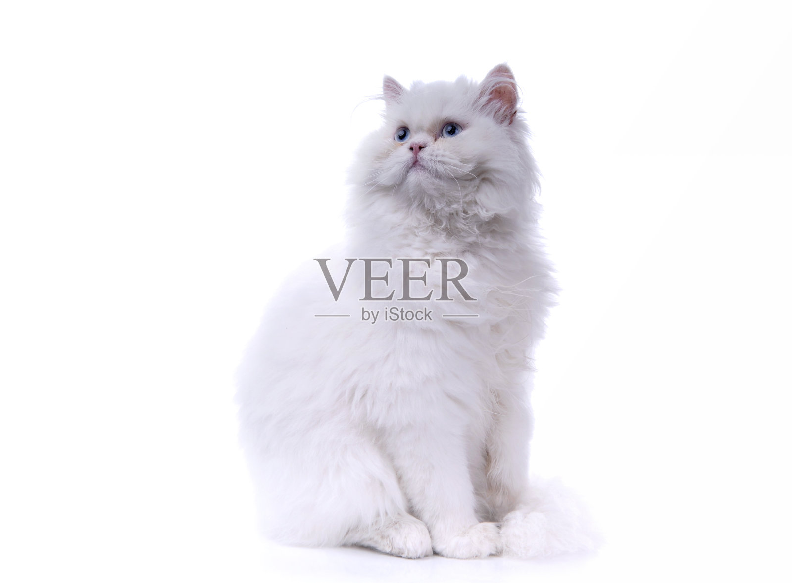 白猫孤立照片摄影图片