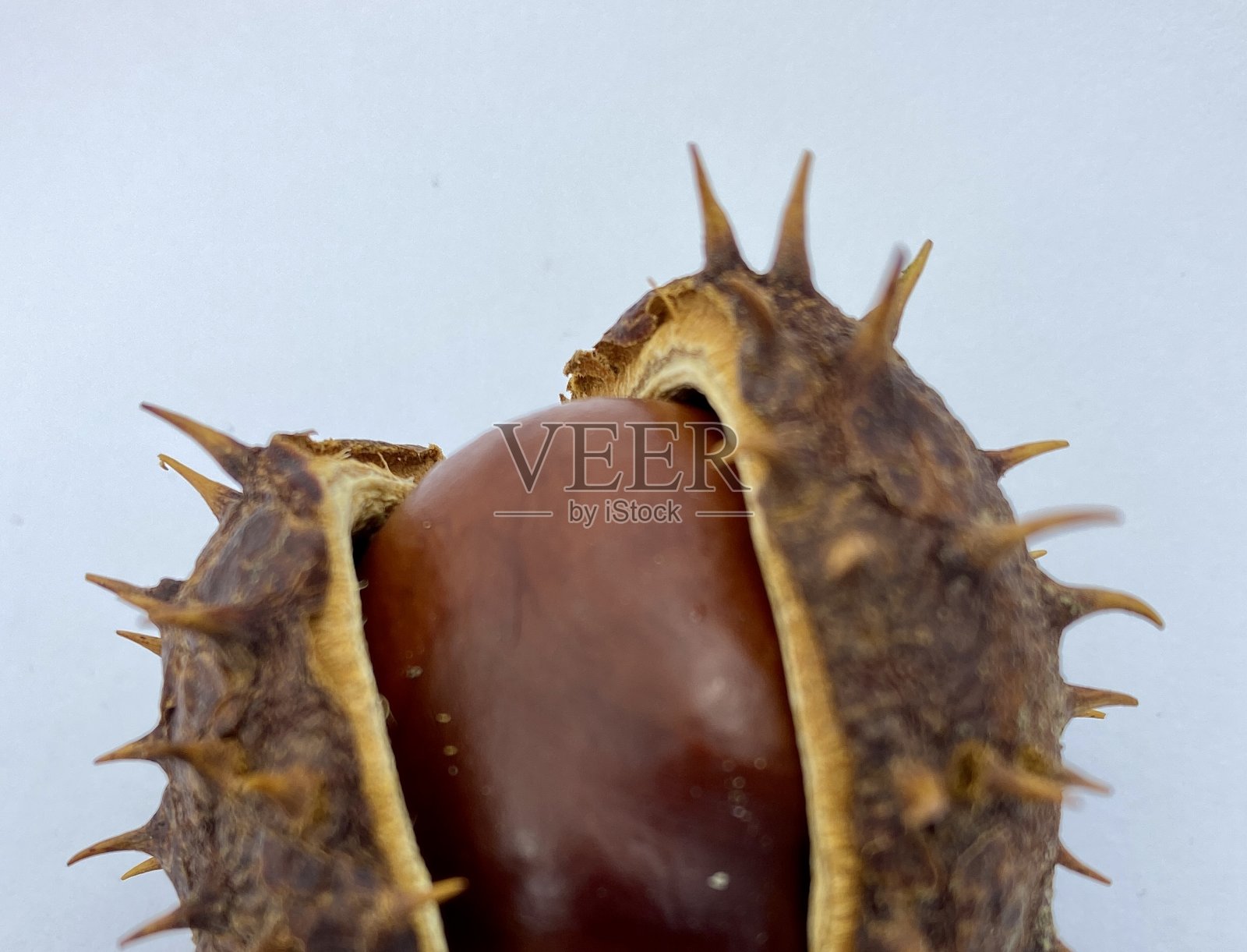 棕色栗子新鲜的白色屏幕照片摄影图片