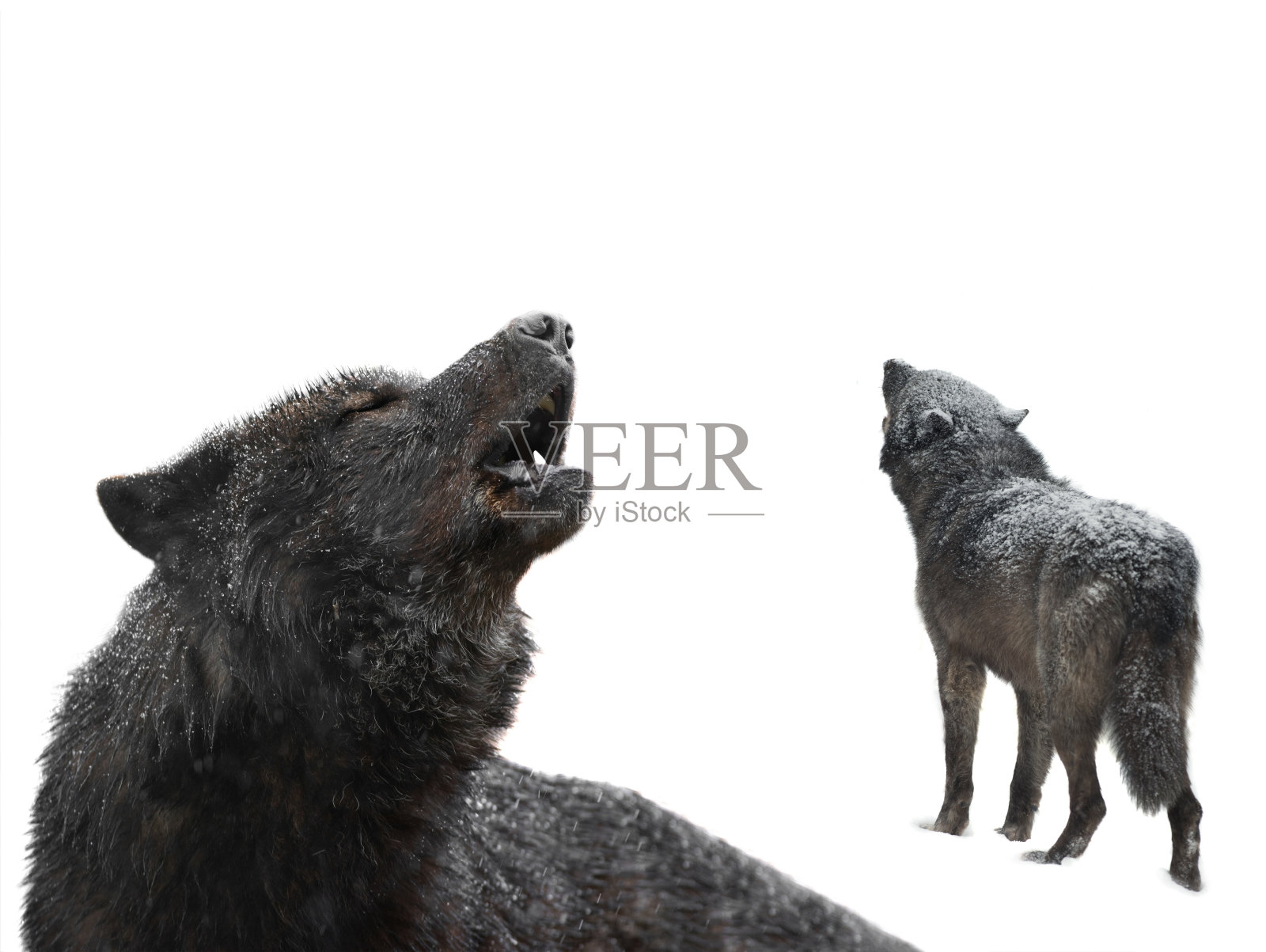 嚎叫的狼冬天孤立在白色的背景上。照片摄影图片