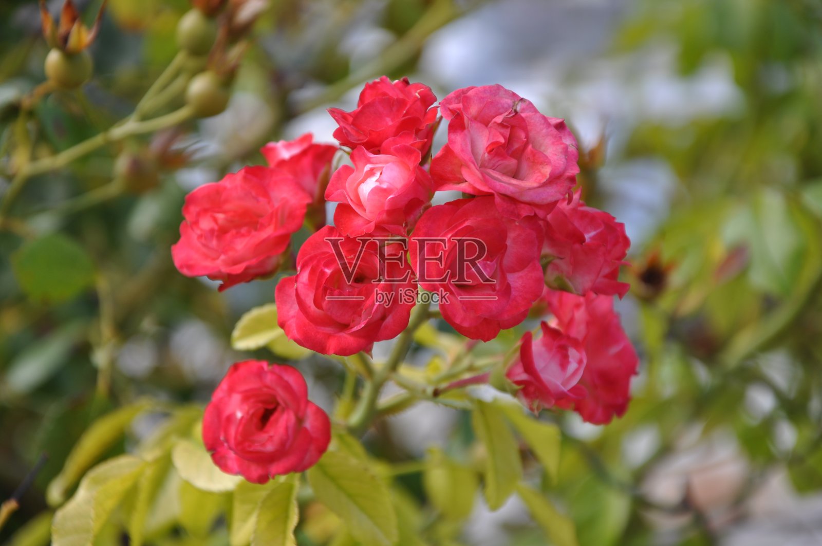 花园里有红色的花照片摄影图片