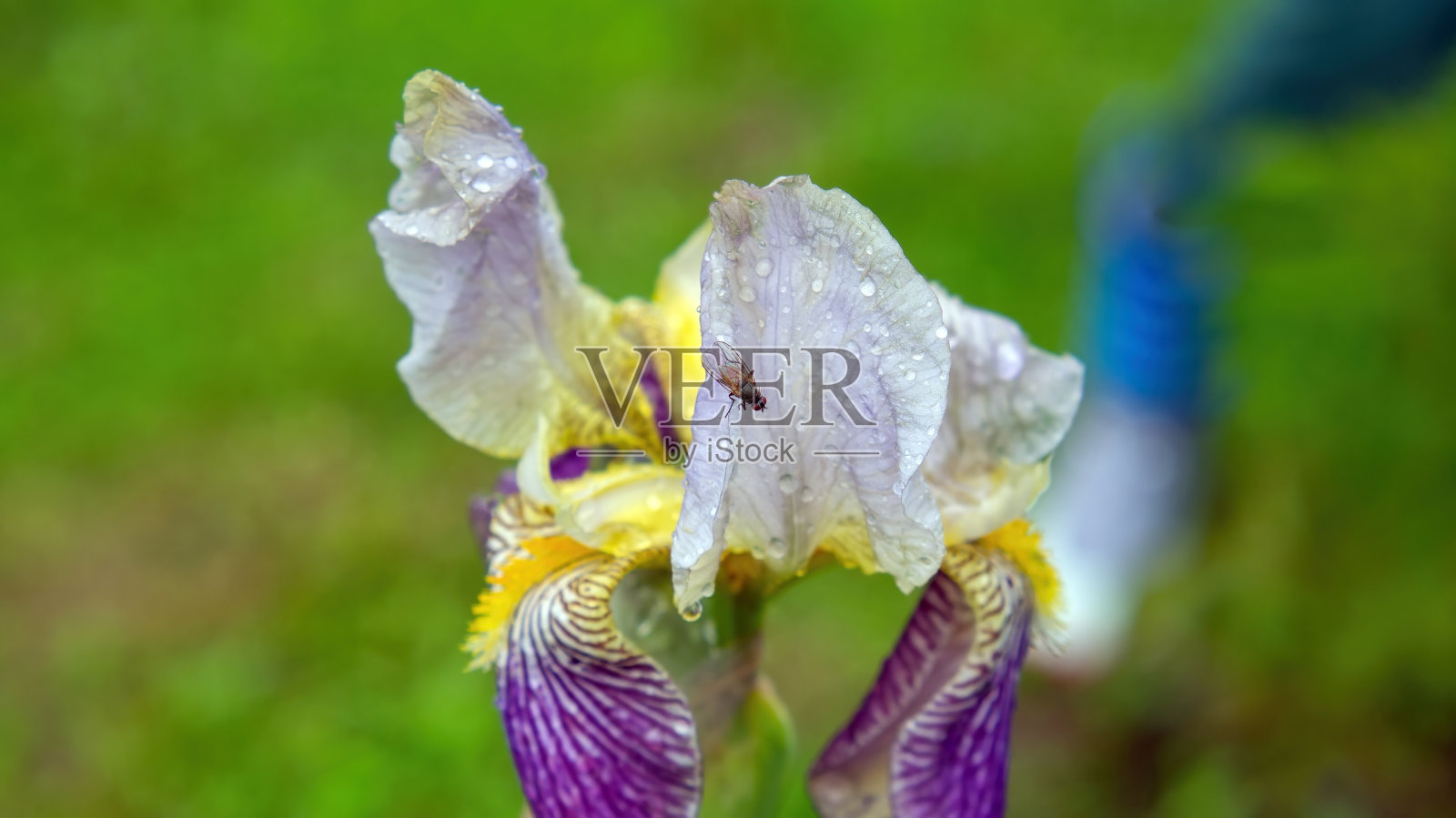 花园里有鸢尾花照片摄影图片