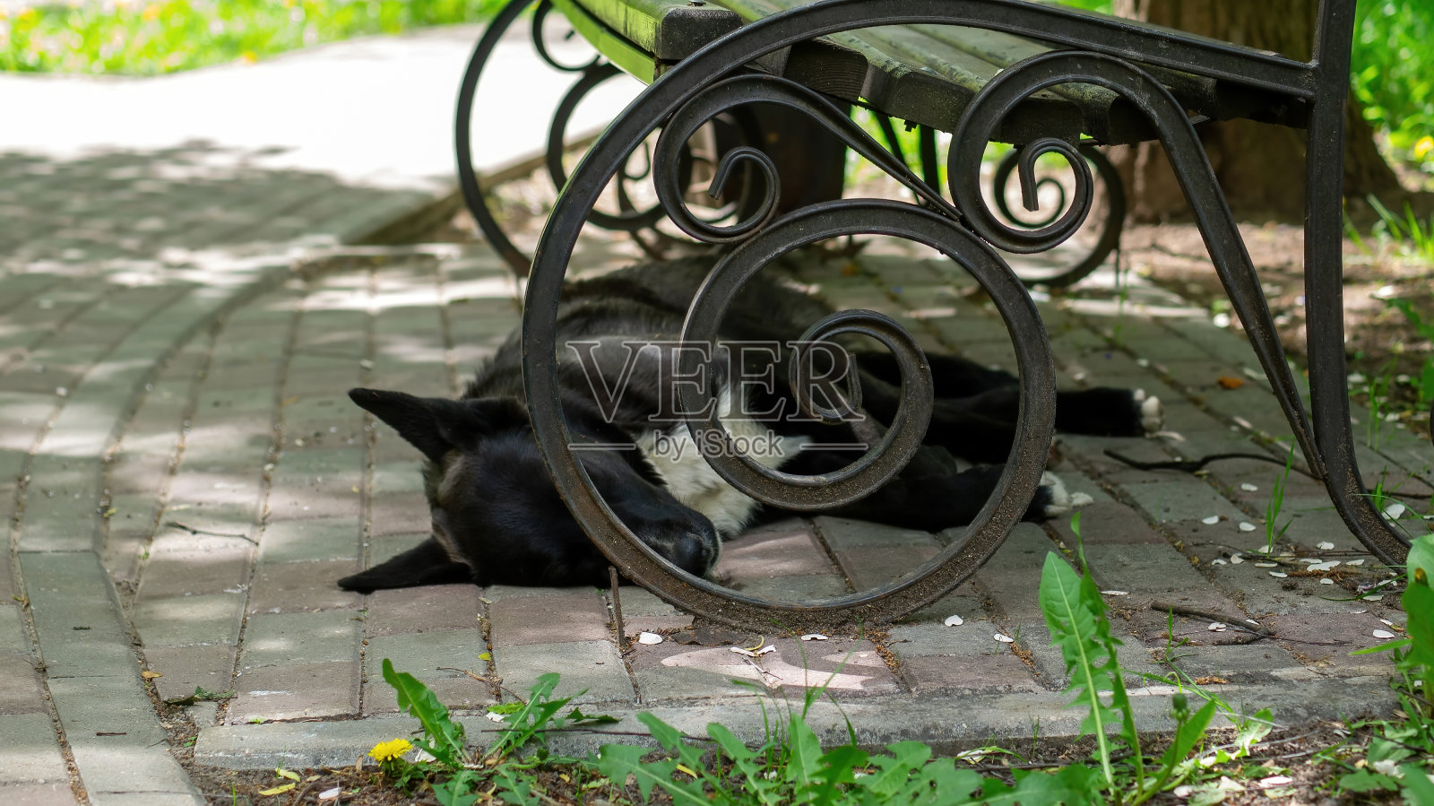 黑狗躺在长凳下照片摄影图片