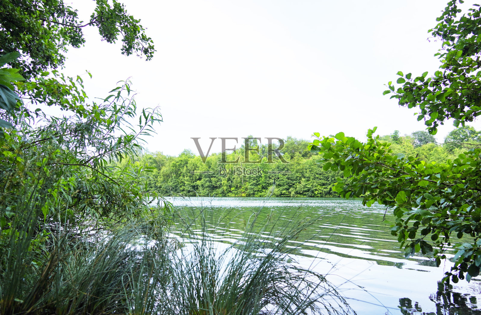 在贝克姆附近的罗兰西风景。德国湖边的绿色大自然。照片摄影图片