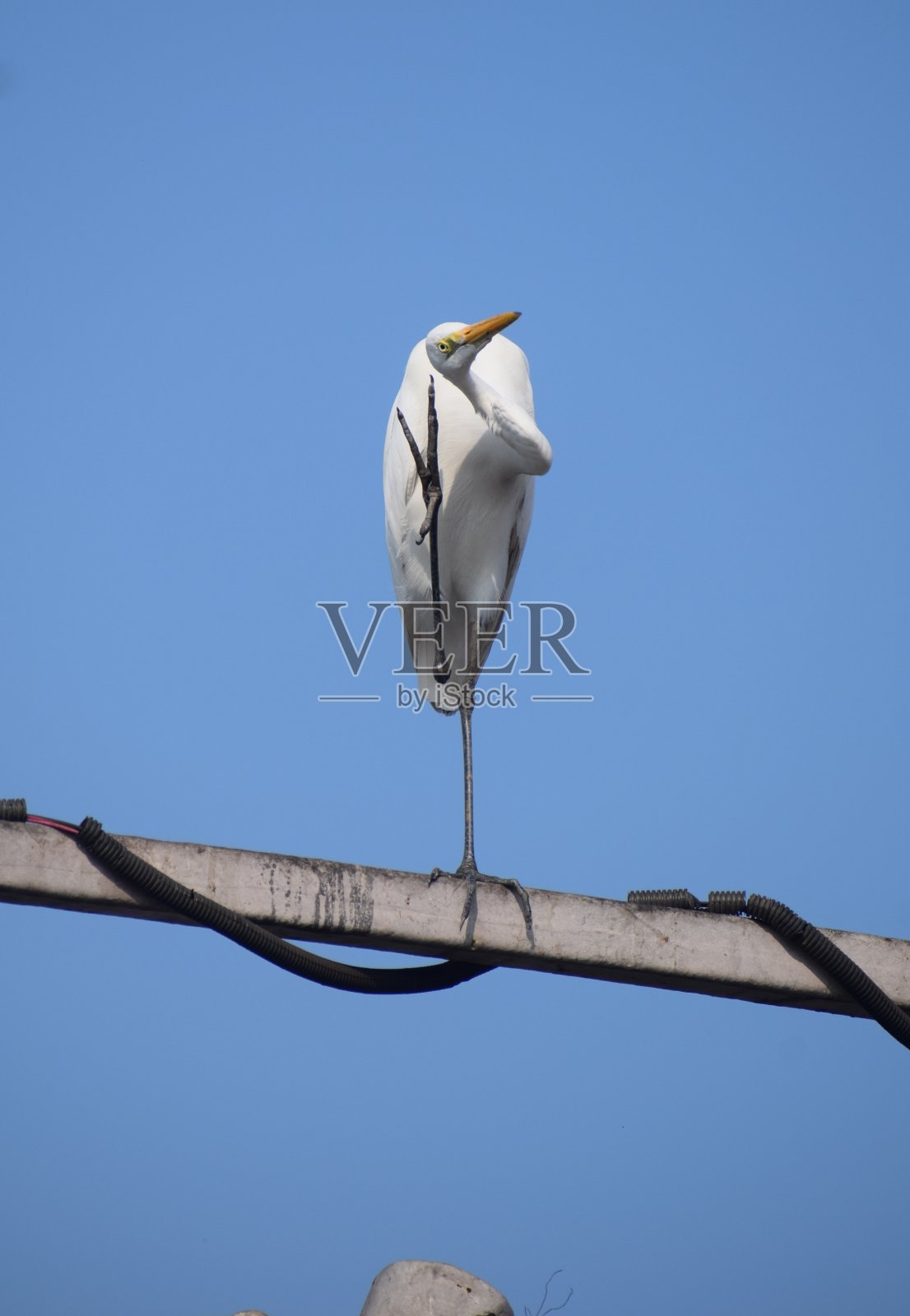 鹤在摆姿势拍照。照片摄影图片