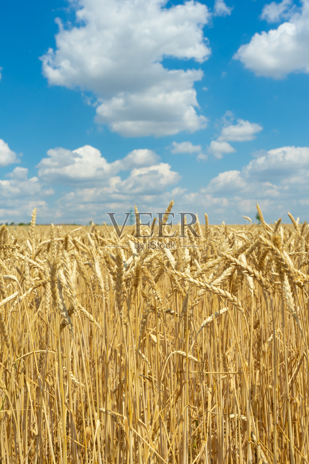 金色的麦田，蓝色的天空照片摄影图片
