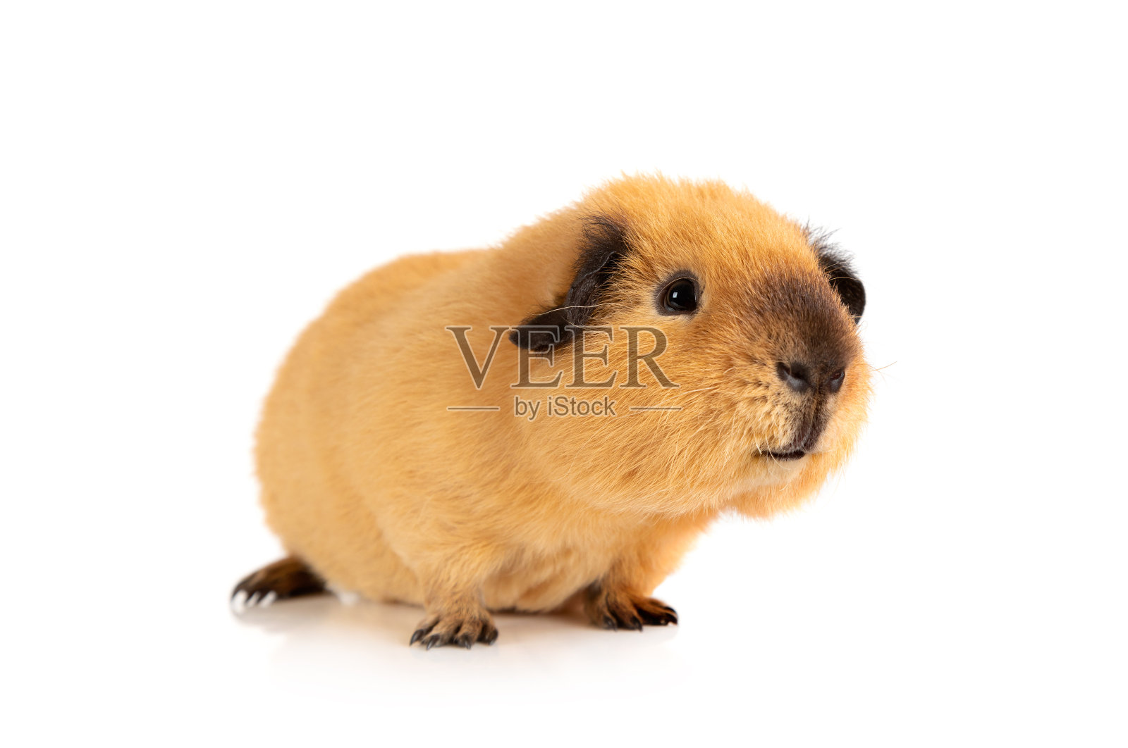 可爱的白豚鼠照片摄影图片