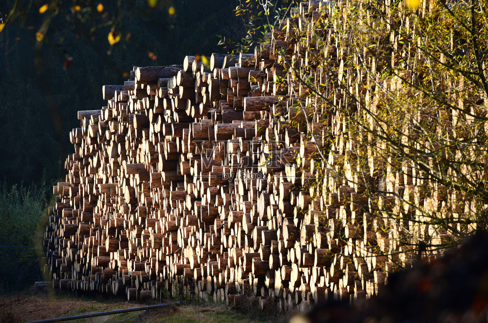 堆木头照片摄影图片