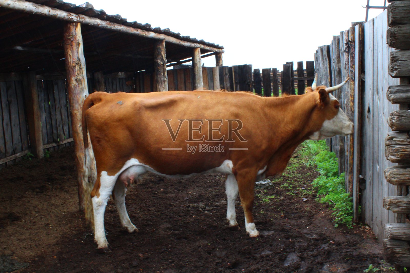 夏天农场里刚出生的小牛照片摄影图片