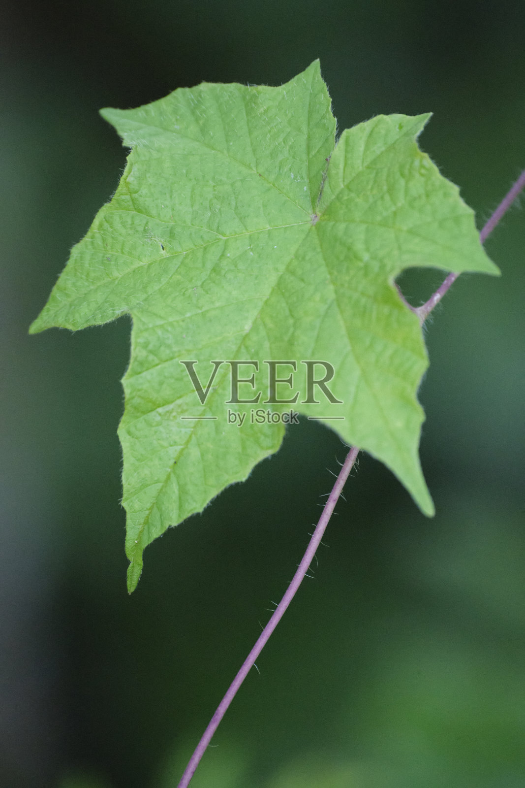 星叶照片摄影图片