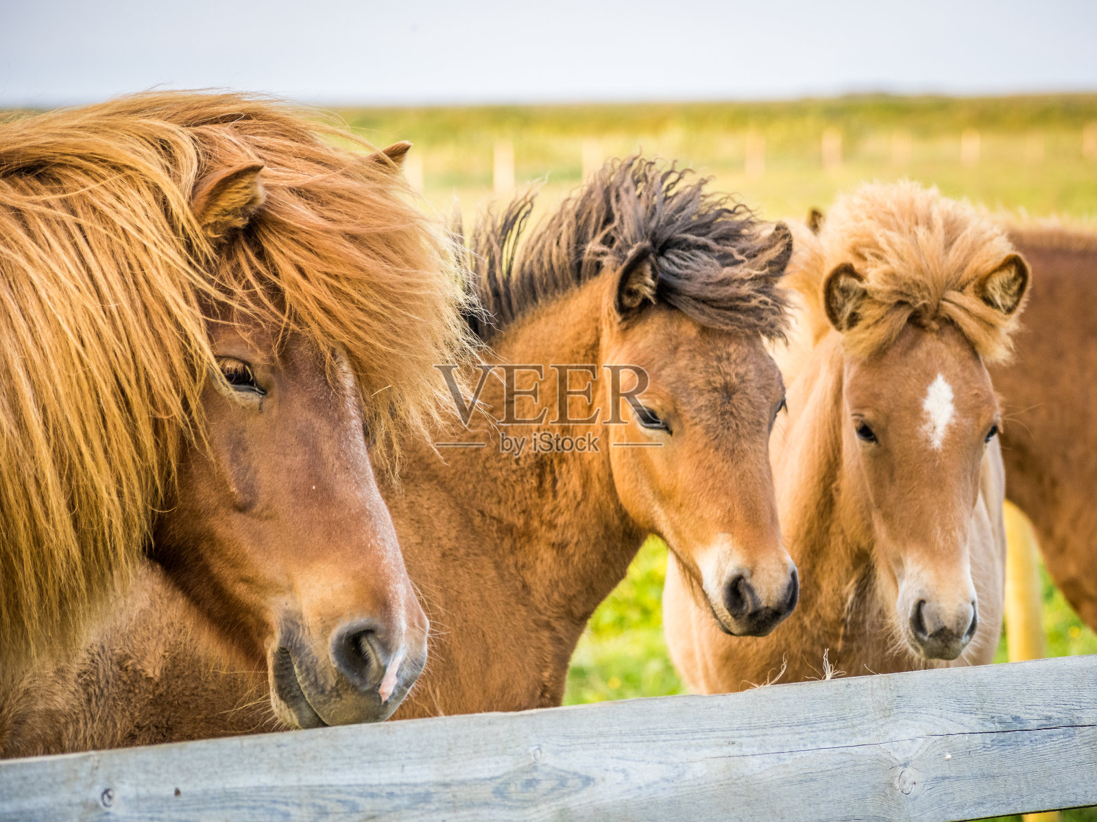 农场里的冰岛马照片摄影图片