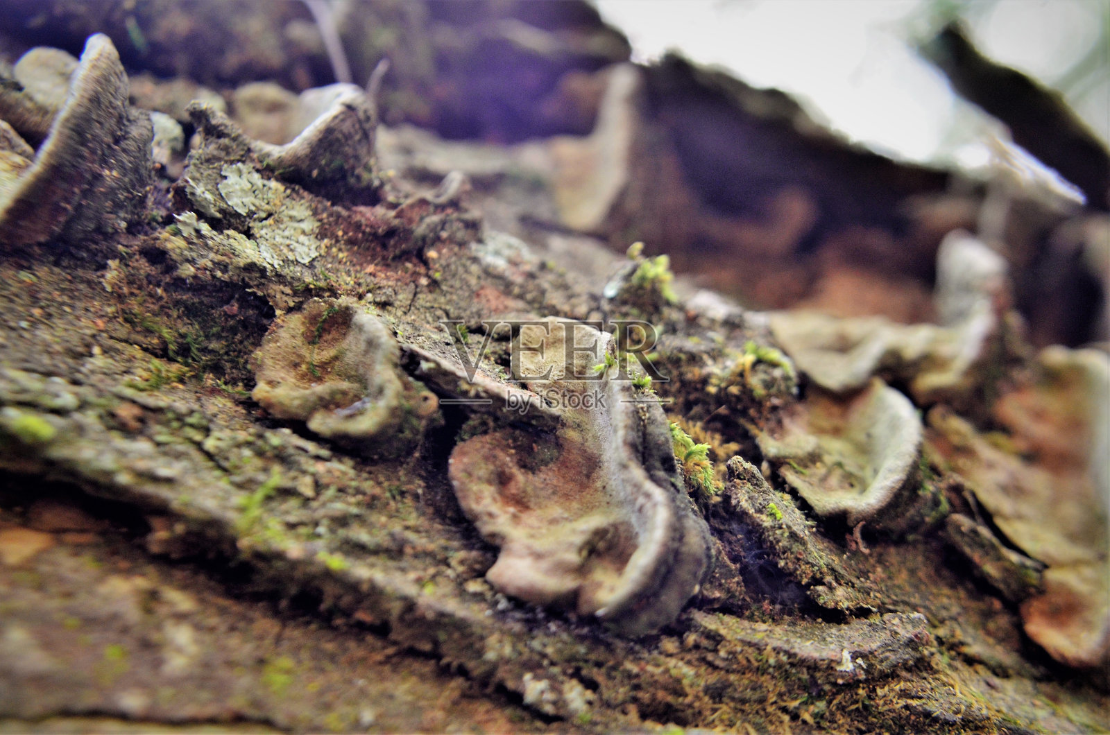 干树干上木耳真菌的细节照片摄影图片