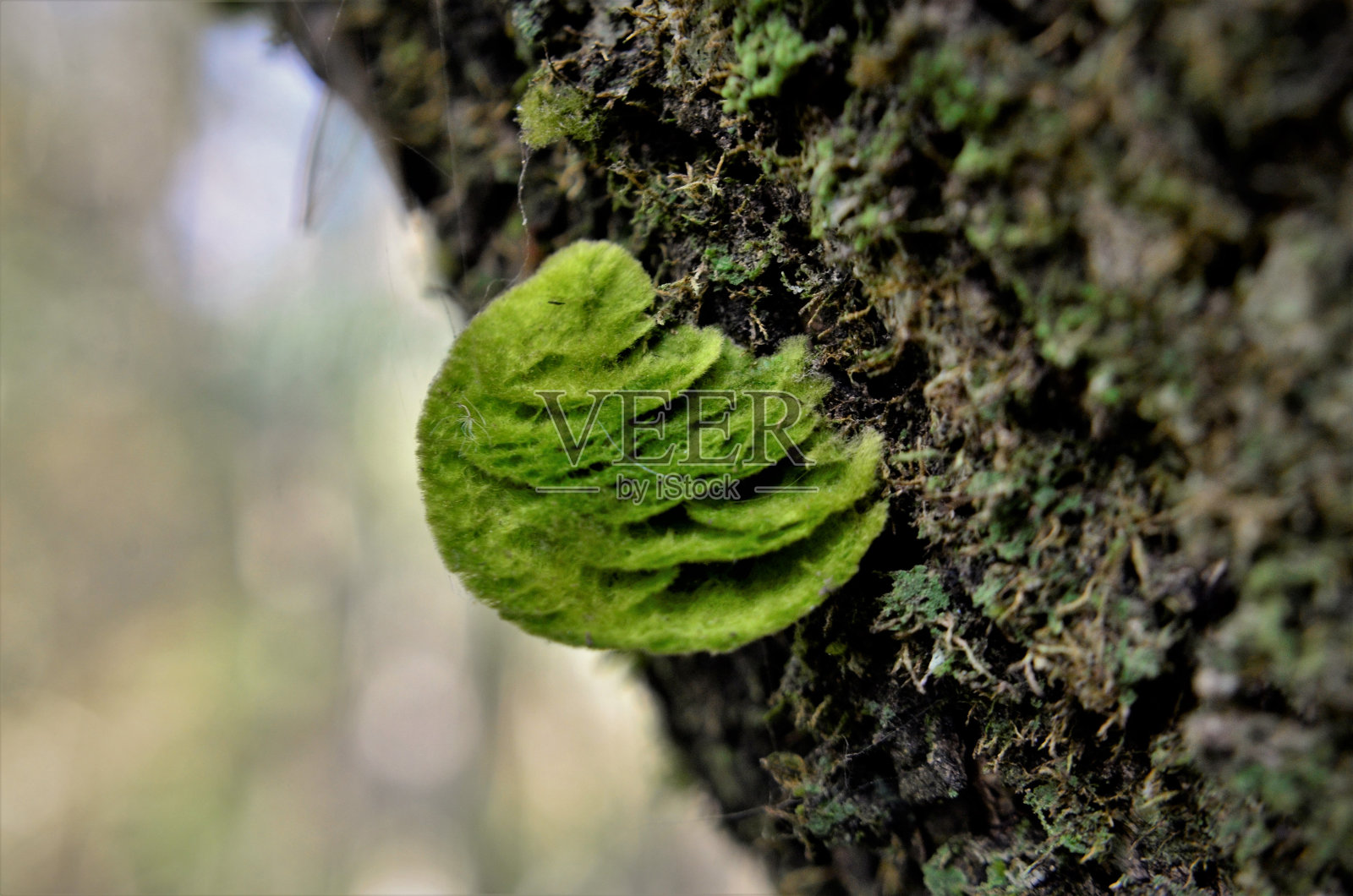树的树干上的群落照片摄影图片
