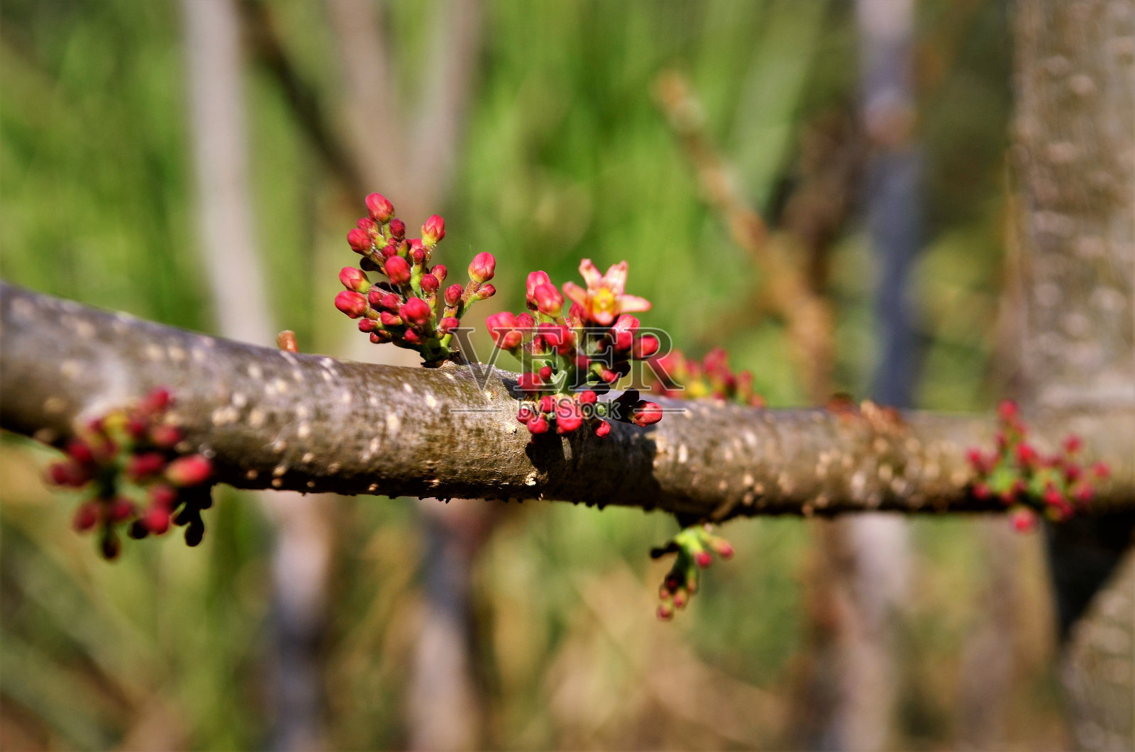 一根长满紫荆花蕾的小枝照片摄影图片