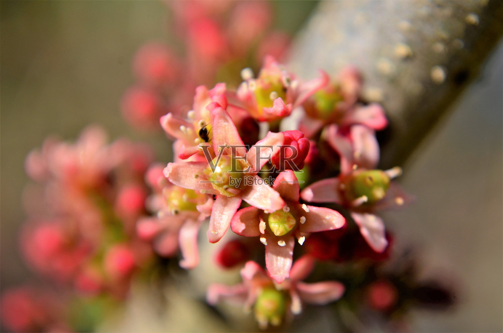 Spondias purpurea的花的细节照片摄影图片