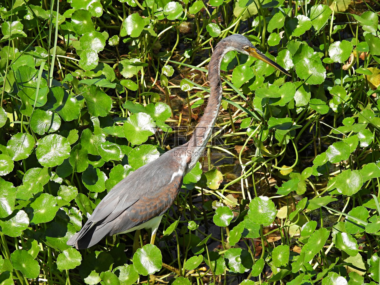 三色苍鹭(三色白鹭)在元宝草植物中觅食照片摄影图片